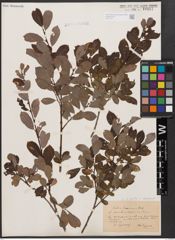 Salix aurita L. x Salix starkeana Willd.